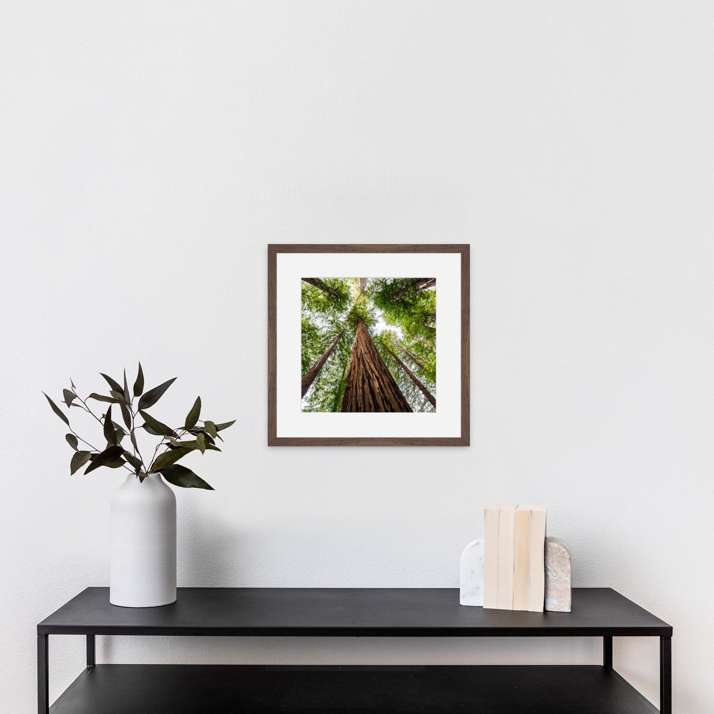 Giant Redwood Canopy Square