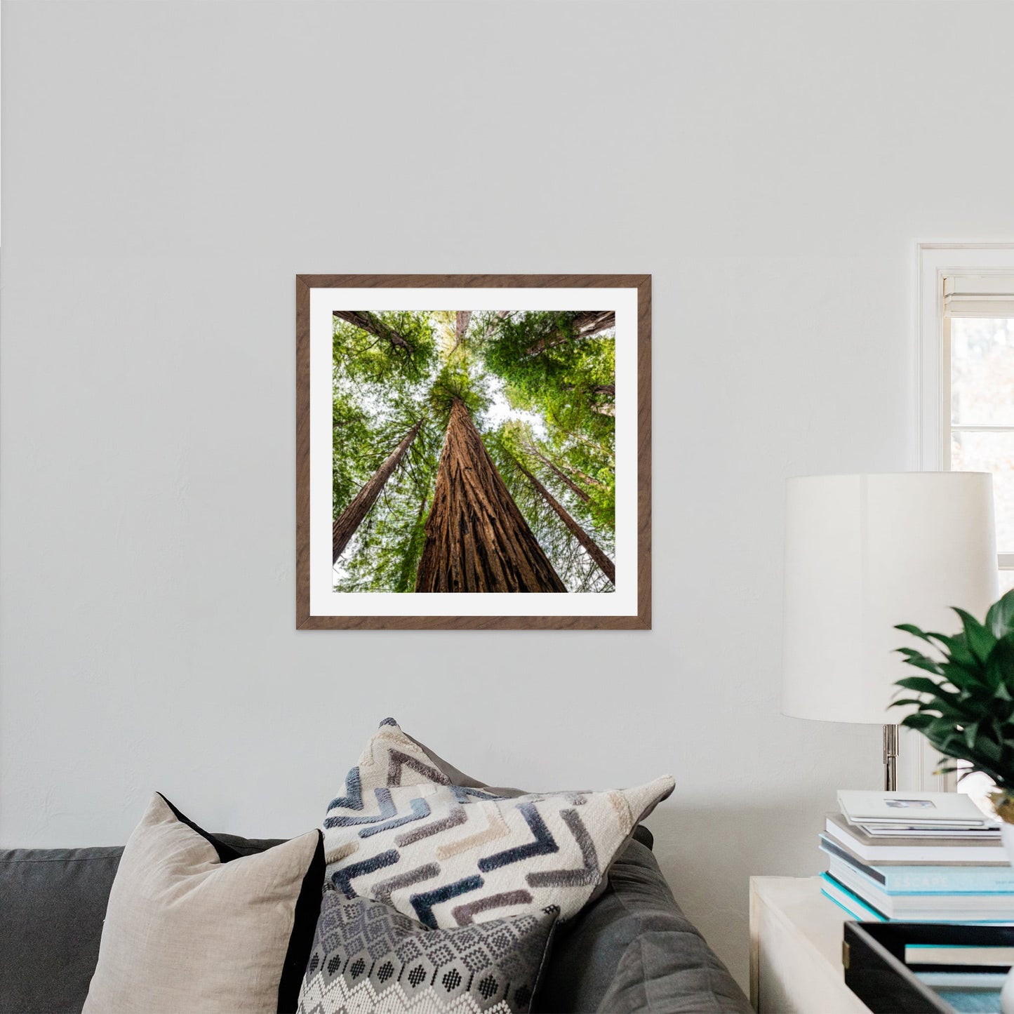 Giant Redwood Canopy Square