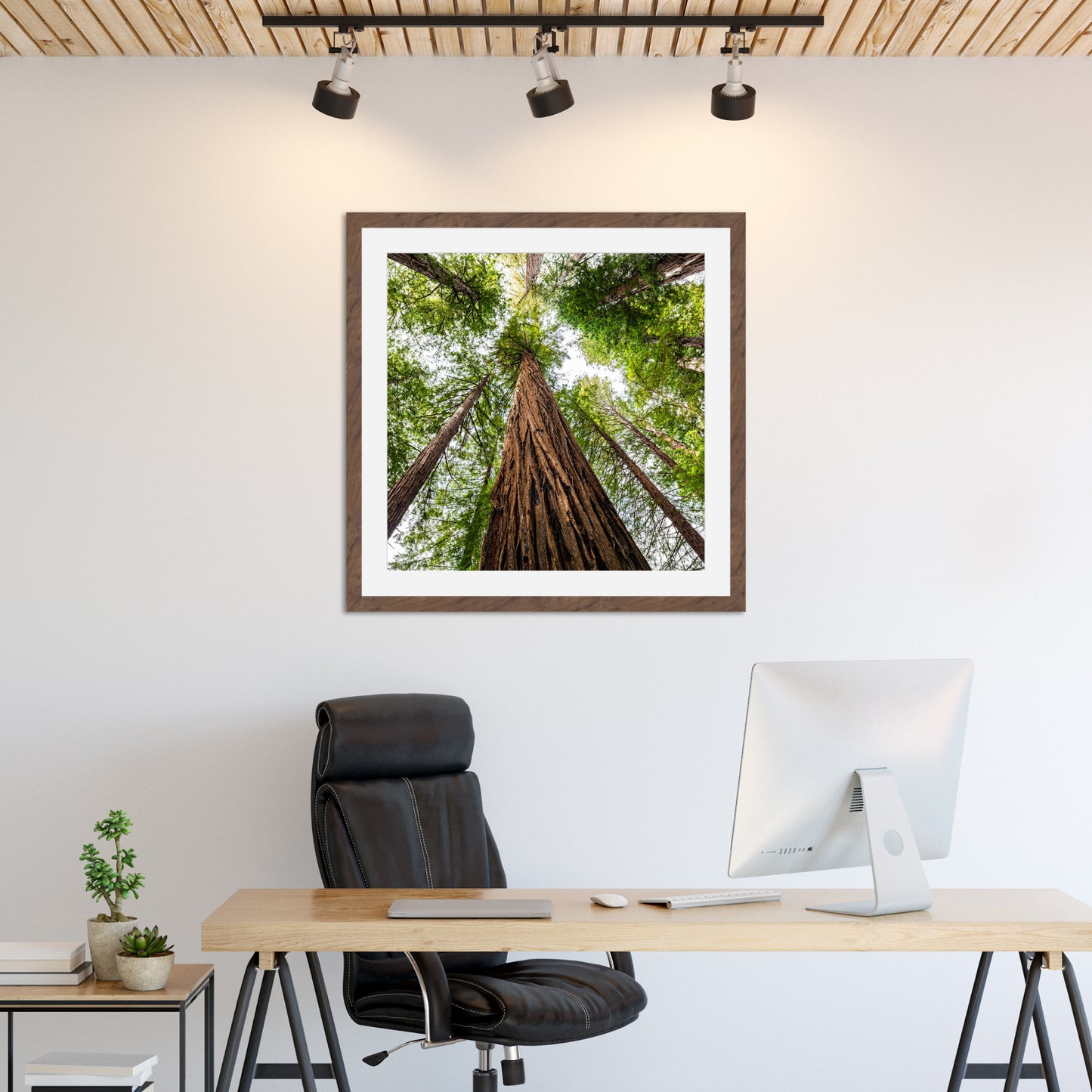 Giant Redwood Canopy Square