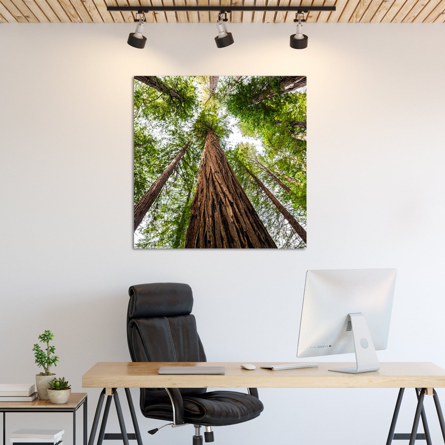 Giant Redwood Canopy Square