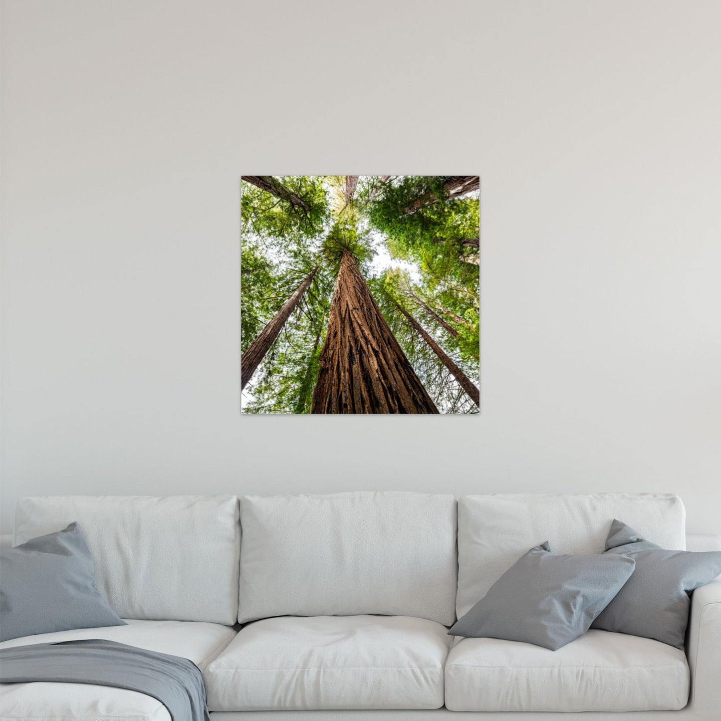 Giant Redwood Canopy Square