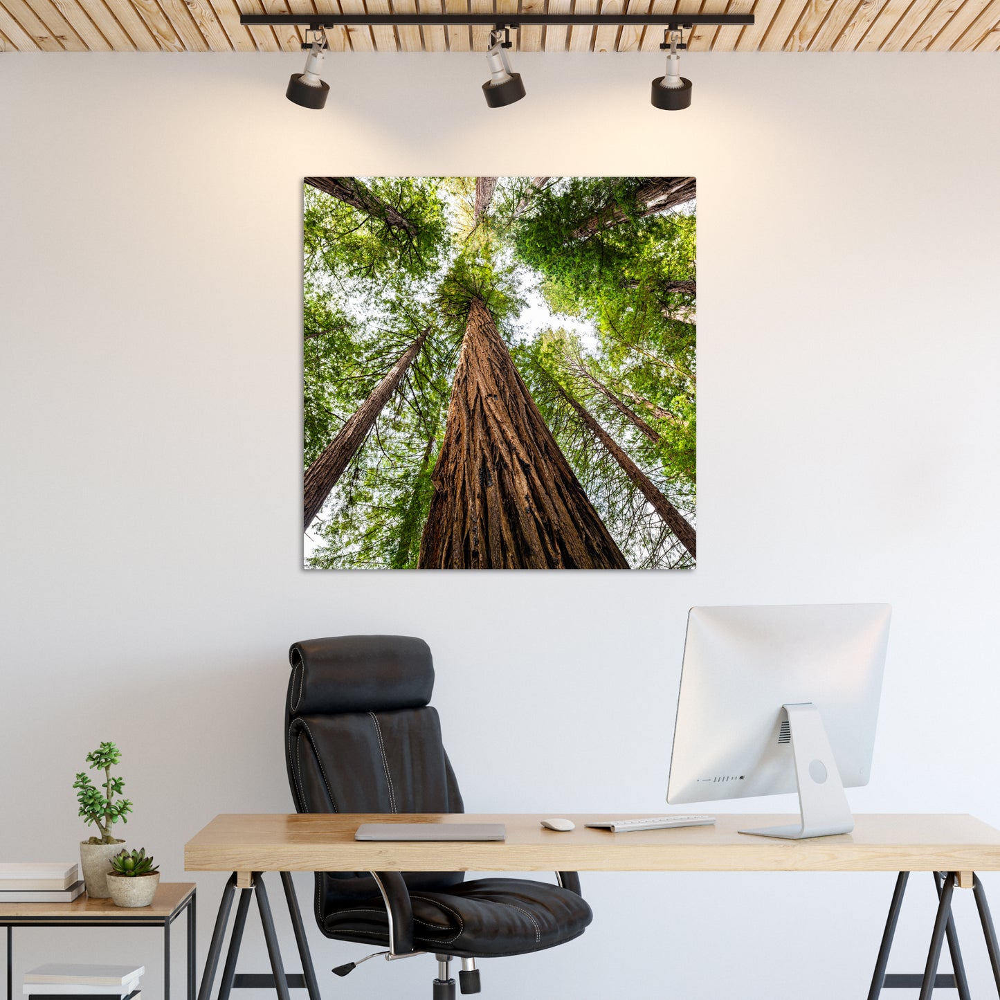 Giant Redwood Canopy Square