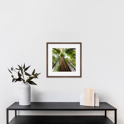 Giant Redwood Canopy Square