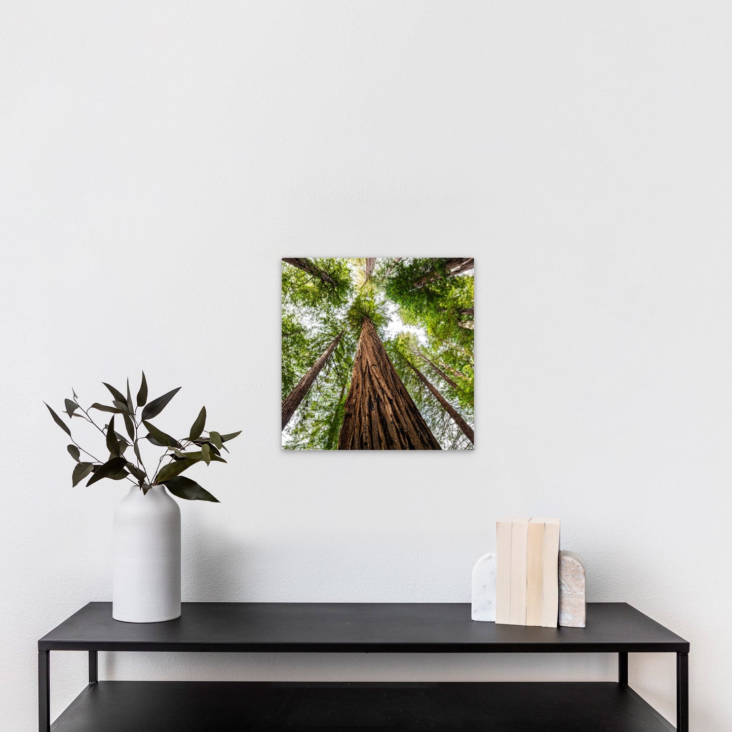 Giant Redwood Canopy Square