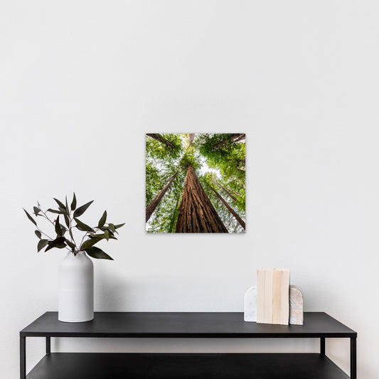 Giant Redwood Canopy Square