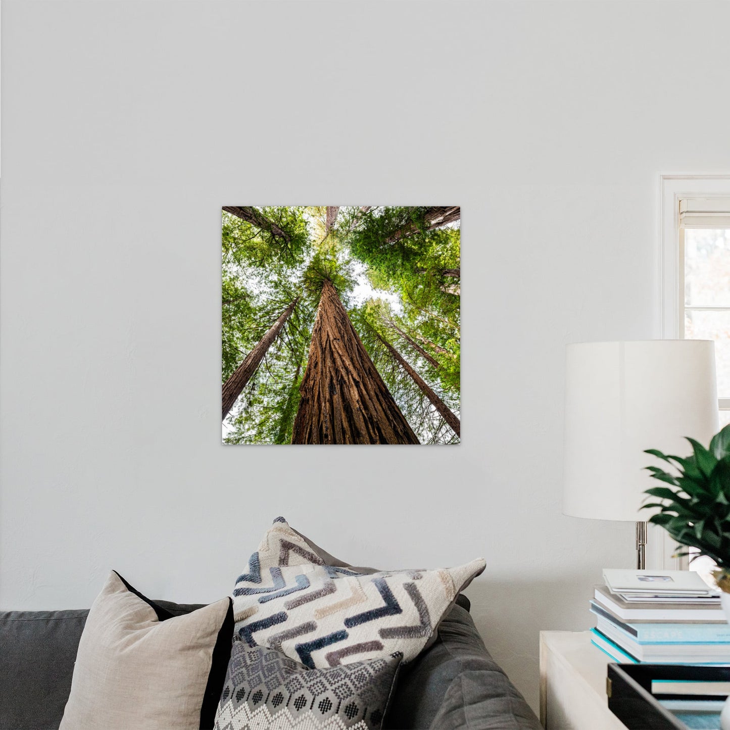 Giant Redwood Canopy Square