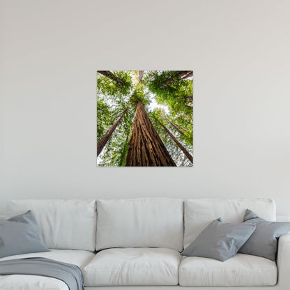 Giant Redwood Canopy Square