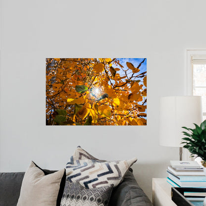 Fall Foliage Starburst - Frey Wall Art