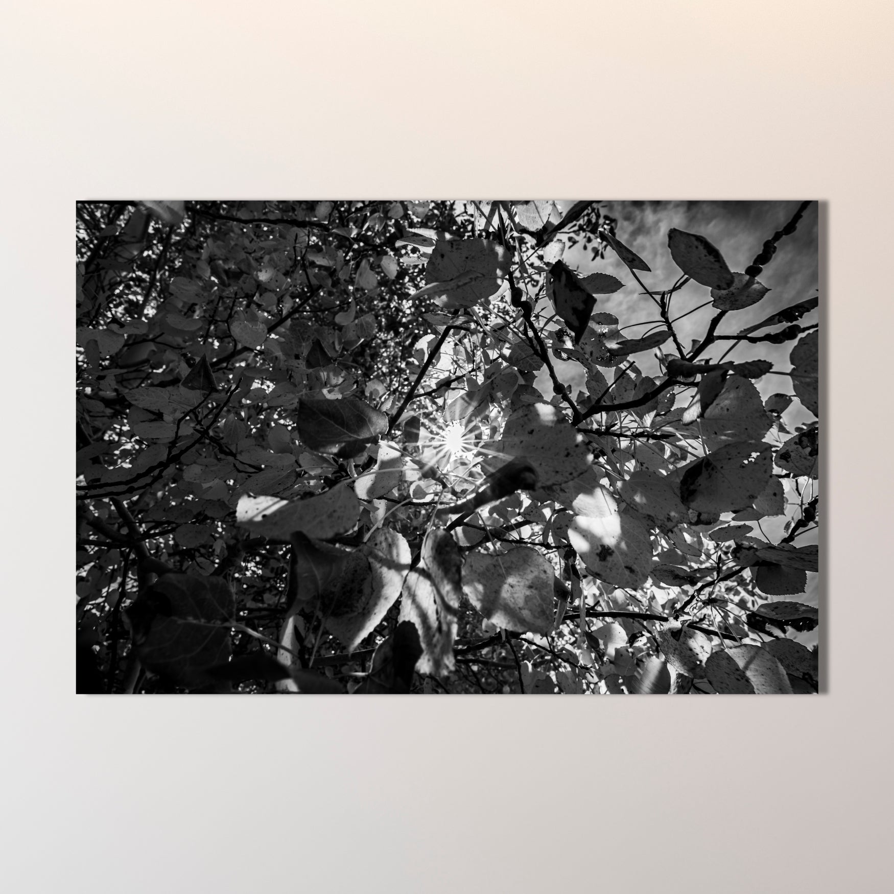 Fall Foliage Starburst Black and White Fine Art Photography Print - Frey Wall Art