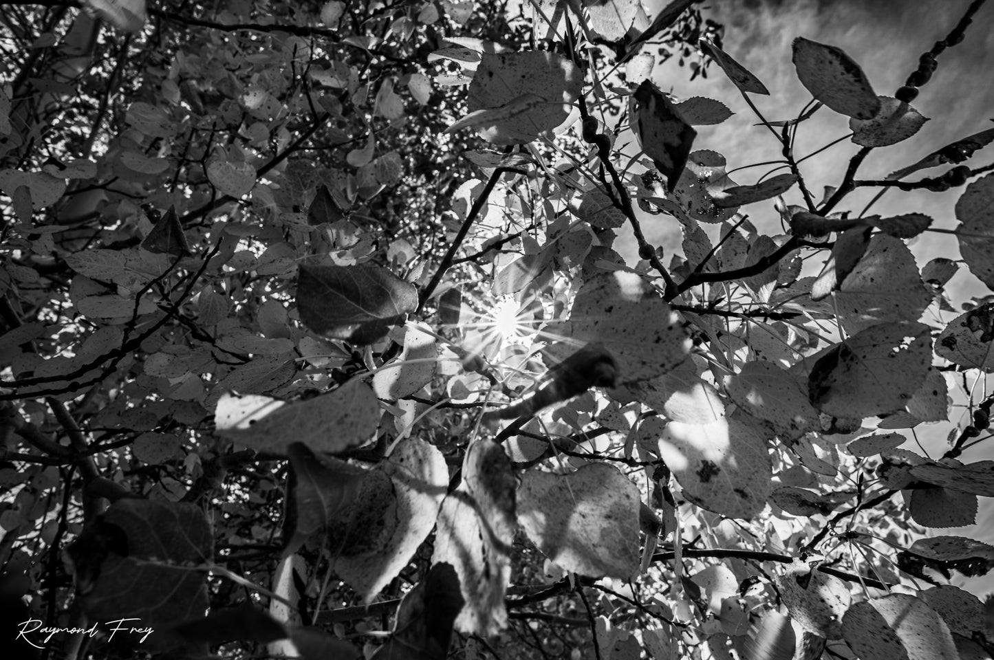 Fall Foliage Starburst Black and White Fine Art Photography Print - Frey Wall Art