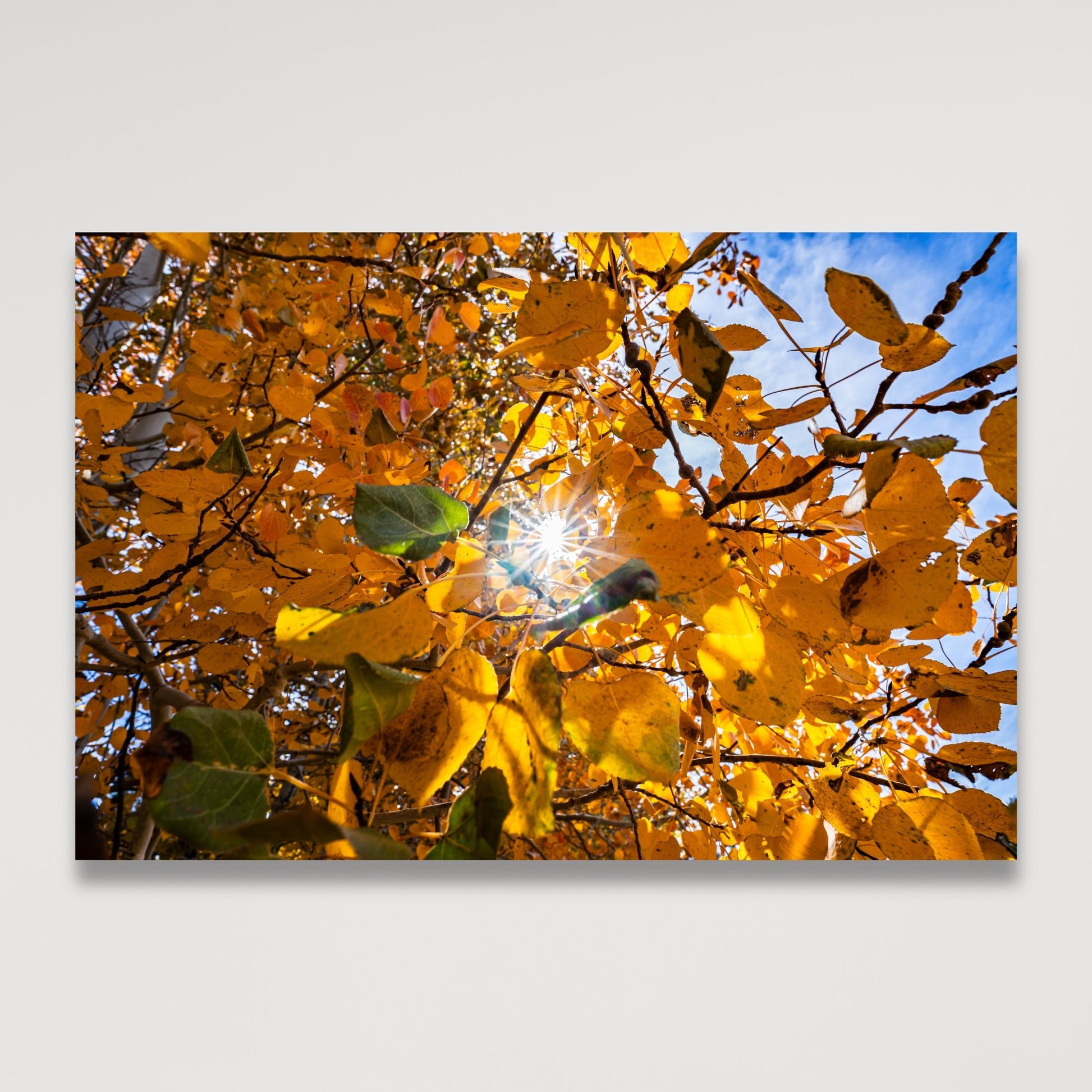 Fall Foliage Starburst Fine Art Photography Print - Frey Wall Art