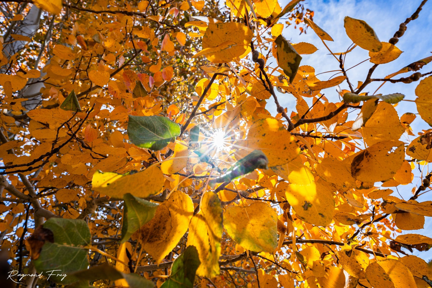 Fall Foliage Starburst Fine Art Photography Print - Frey Wall Art