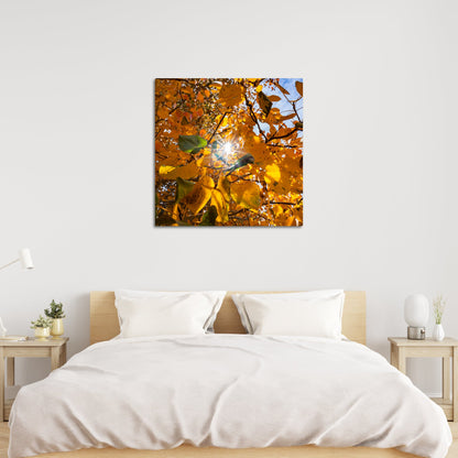 Fall Foliage Starburst Square - Frey Wall Art