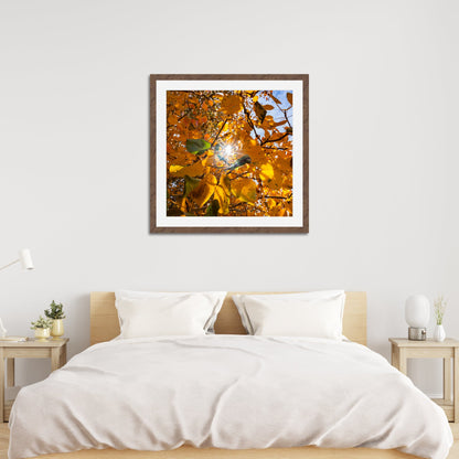 Fall Foliage Starburst Square - Frey Wall Art