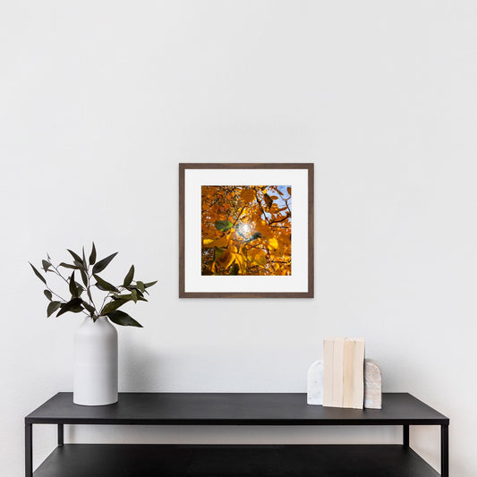 Fall Foliage Starburst Square - Frey Wall Art