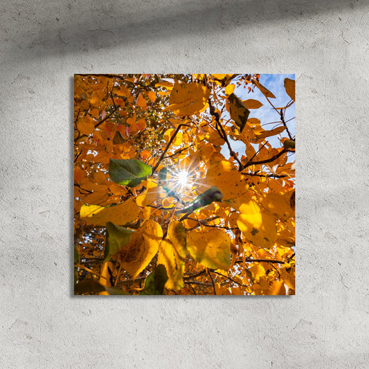 Fall Foliage Starburst Square Fine Art Photography Print - Frey Wall Art