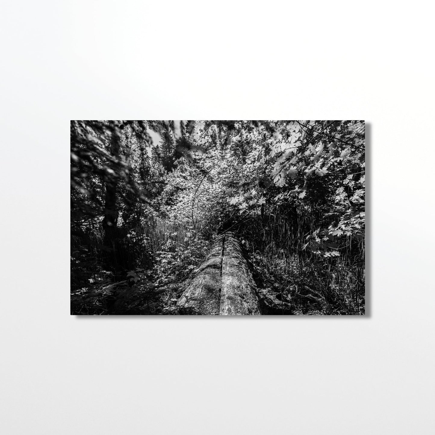 Fallen Redwood Bridge Black and White Fine Art Photography Print - Frey Wall Art