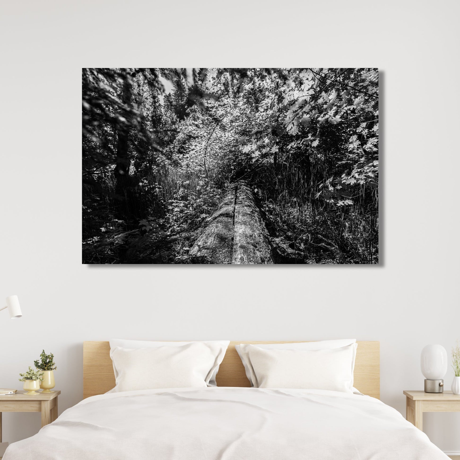 Fallen Redwood Bridge Black and White Fine Art Photography Print - Frey Wall Art