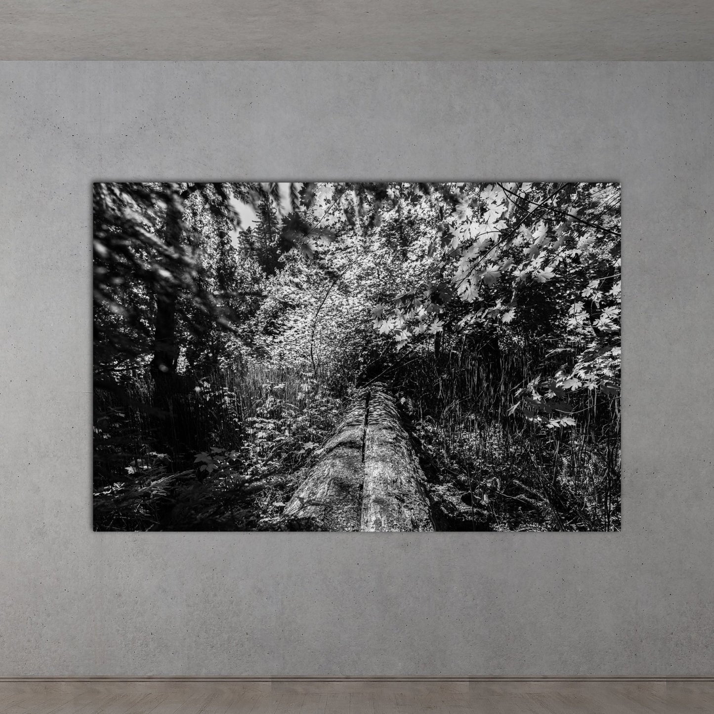 Fallen Redwood Bridge Black and White Fine Art Photography Print - Frey Wall Art