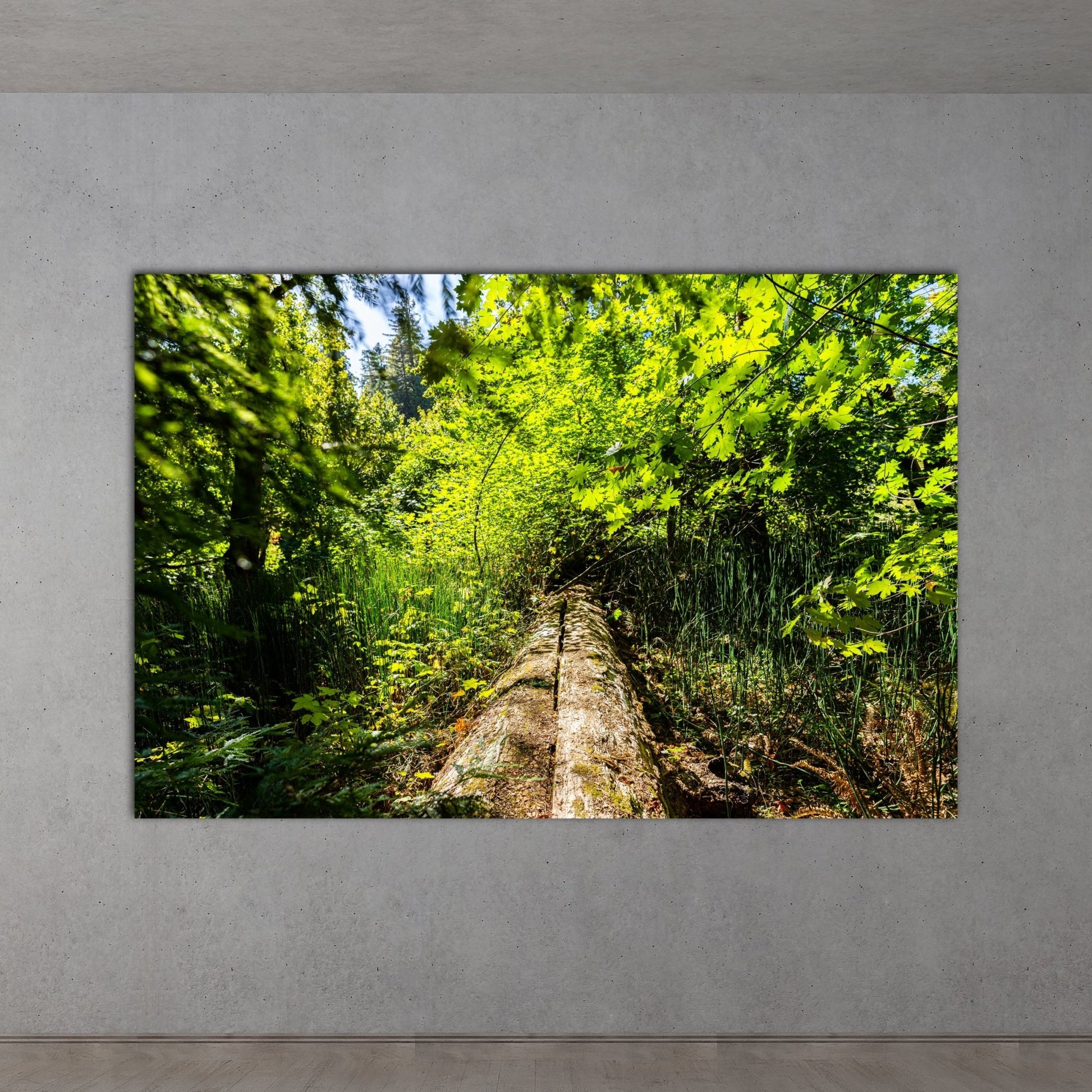 Fallen Redwood Bridge Fine Art Photography Print - Frey Wall Art