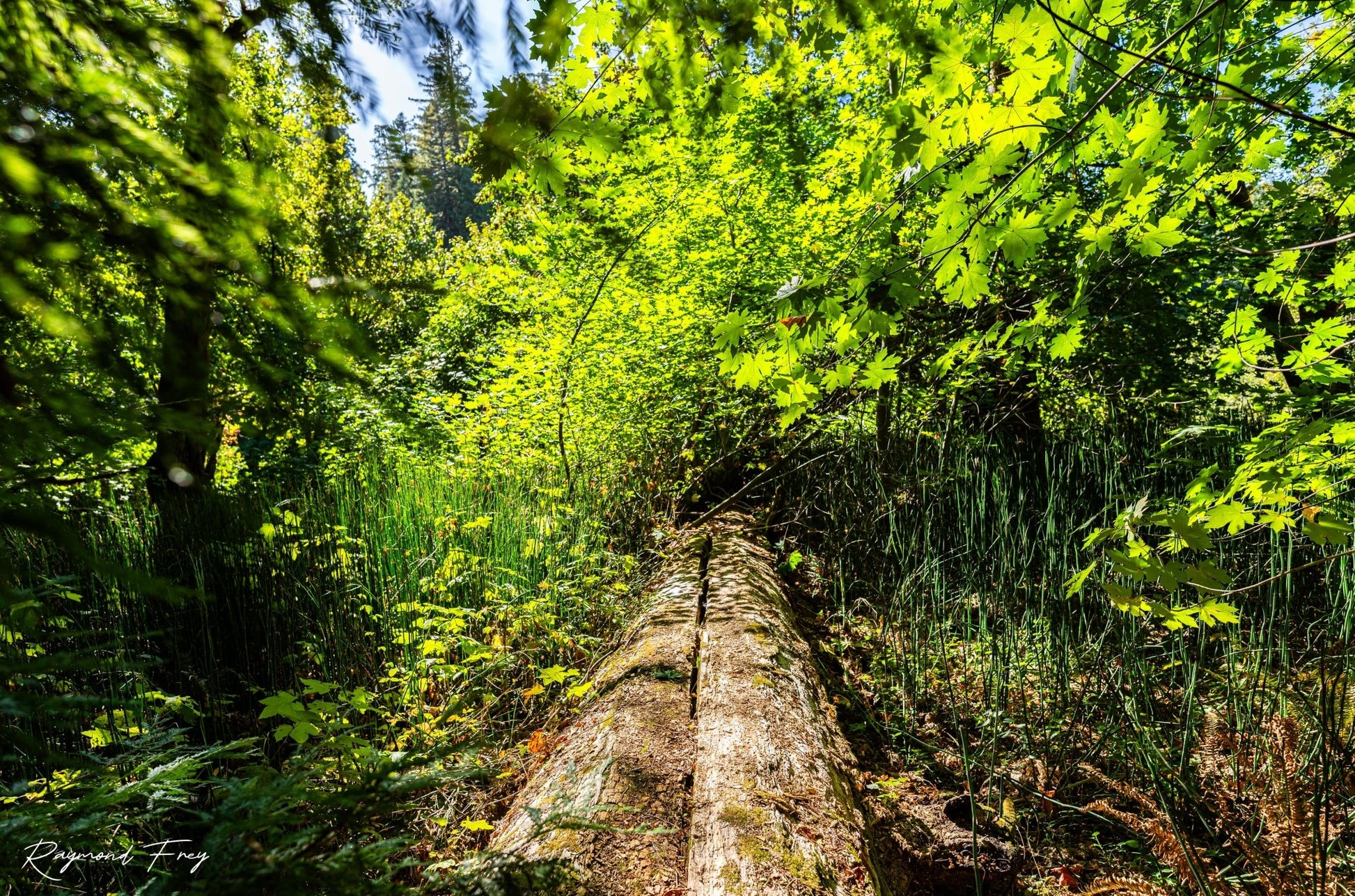 Fallen Redwood Bridge Fine Art Photography Print - Frey Wall Art