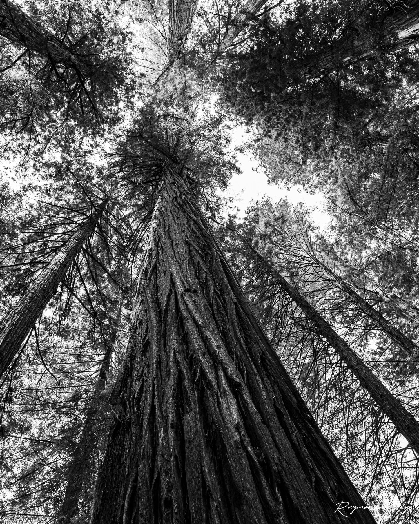 Giant Redwood Black and White Vertical Fine Art Photography Print - Frey Wall Art