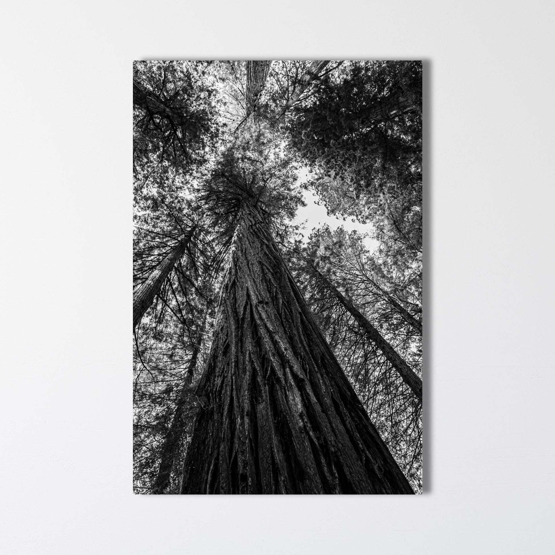 Giant Redwood Black and White Vertical Fine Art Photography Print - Frey Wall Art