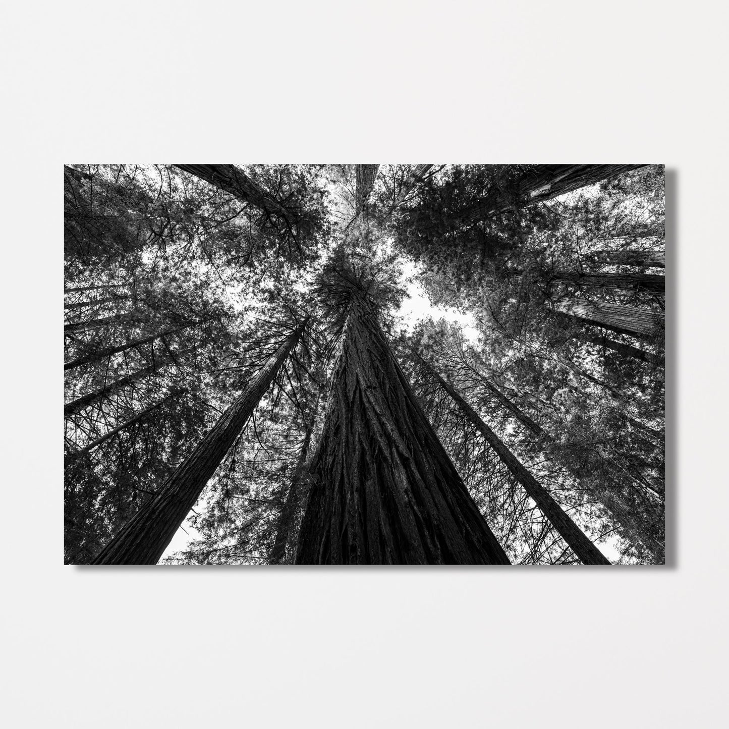 Giant Redwood Canopy Black and White Fine Art Photography Print - Frey Wall Art