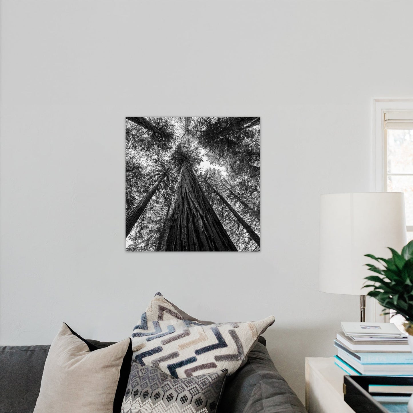 Giant Redwood Canopy Black and White Square - Frey Wall Art