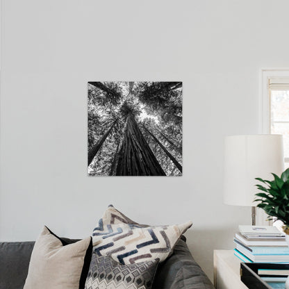 Giant Redwood Canopy Black and White Square - Frey Wall Art