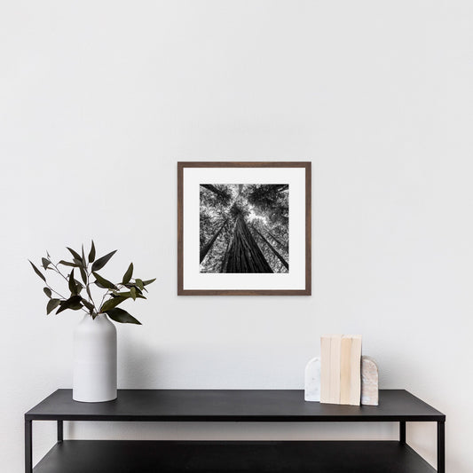 Giant Redwood Canopy Black and White Square - Frey Wall Art
