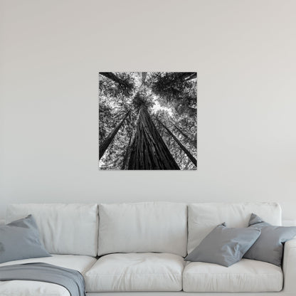 Giant Redwood Canopy Black and White Square - Frey Wall Art