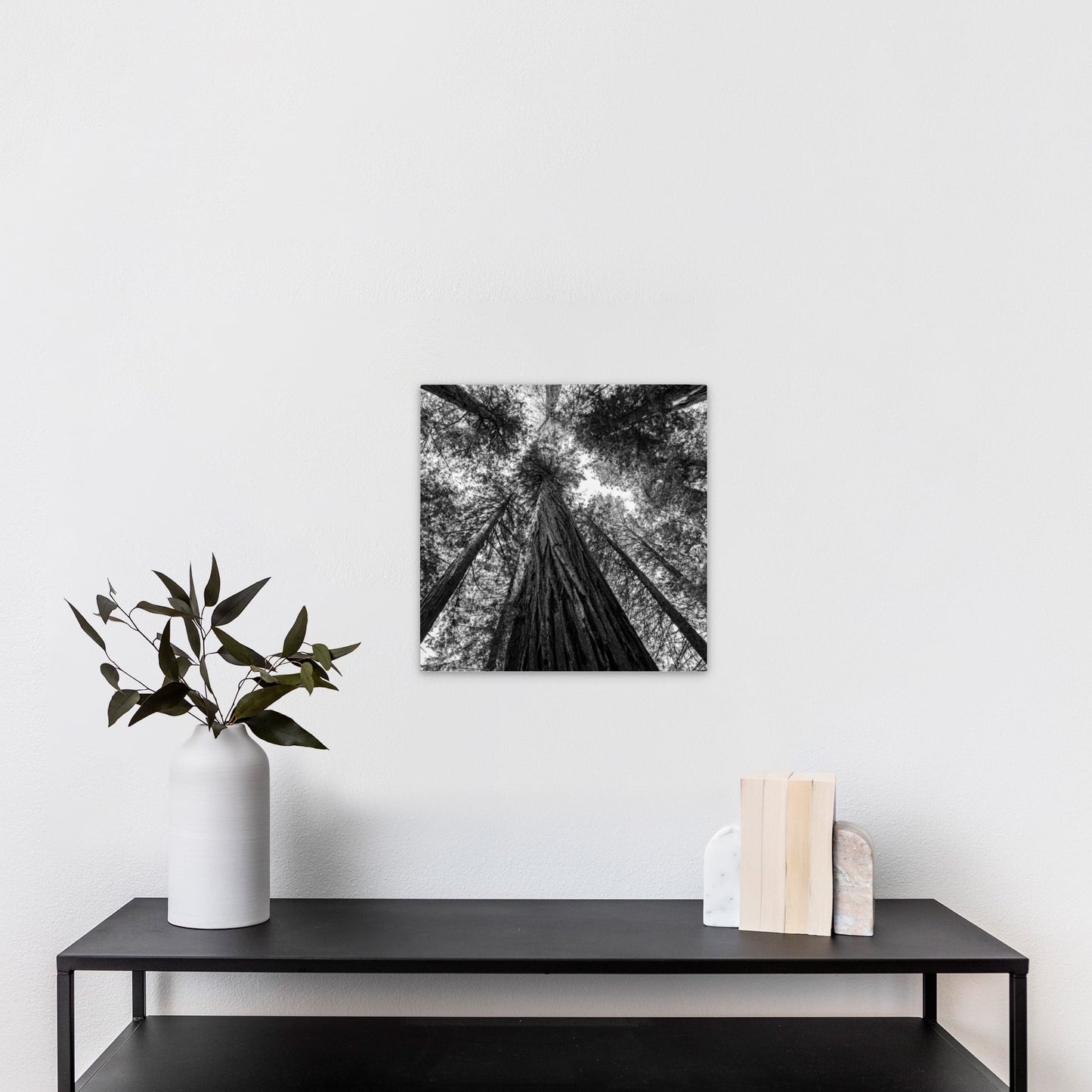Giant Redwood Canopy Black and White Square - Frey Wall Art