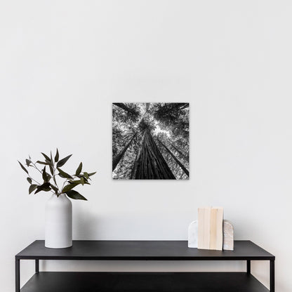 Giant Redwood Canopy Black and White Square - Frey Wall Art