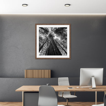 Giant Redwood Canopy Black and White Square - Frey Wall Art