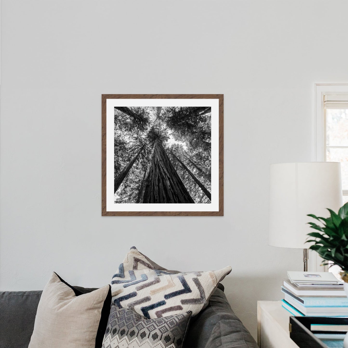 Giant Redwood Canopy Black and White Square - Frey Wall Art