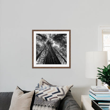 Giant Redwood Canopy Black and White Square - Frey Wall Art