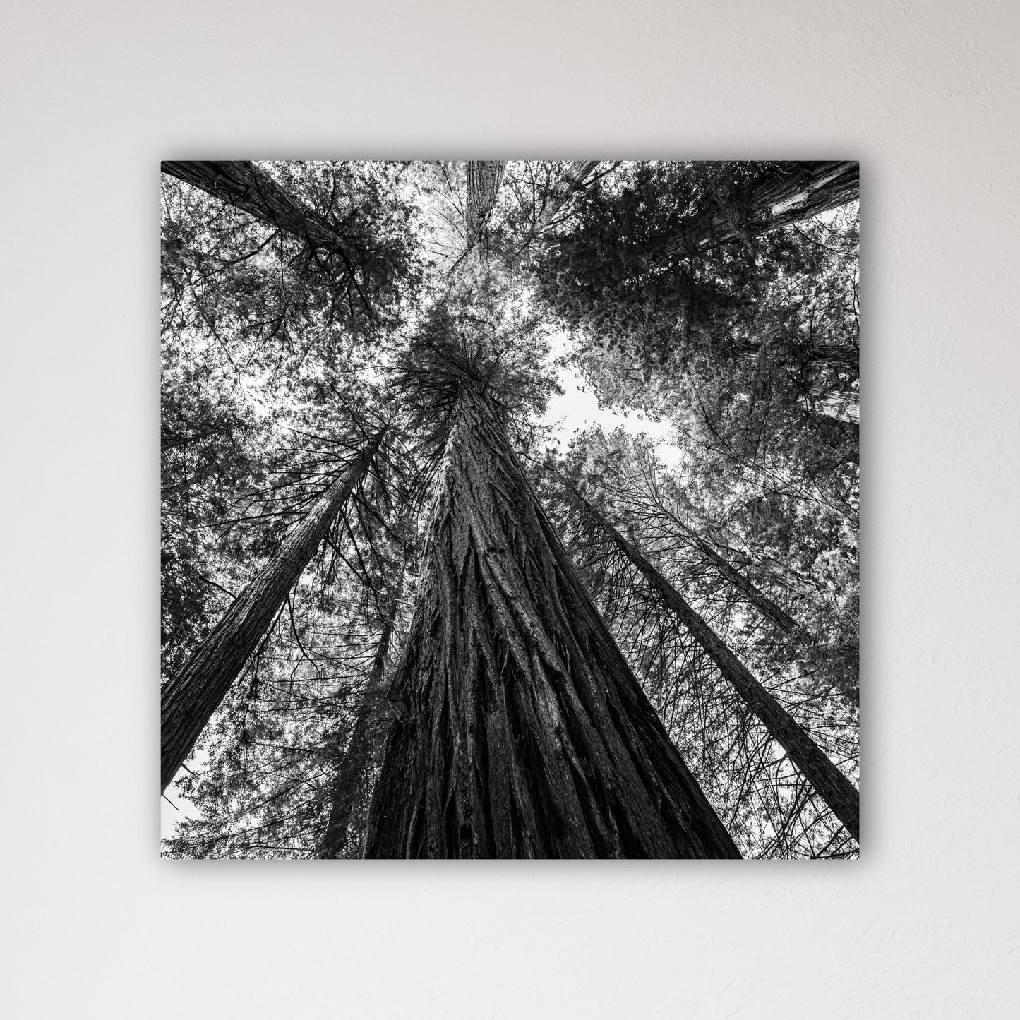 Giant Redwood Canopy Black and White Square Fine Art Photography Print - Frey Wall Art