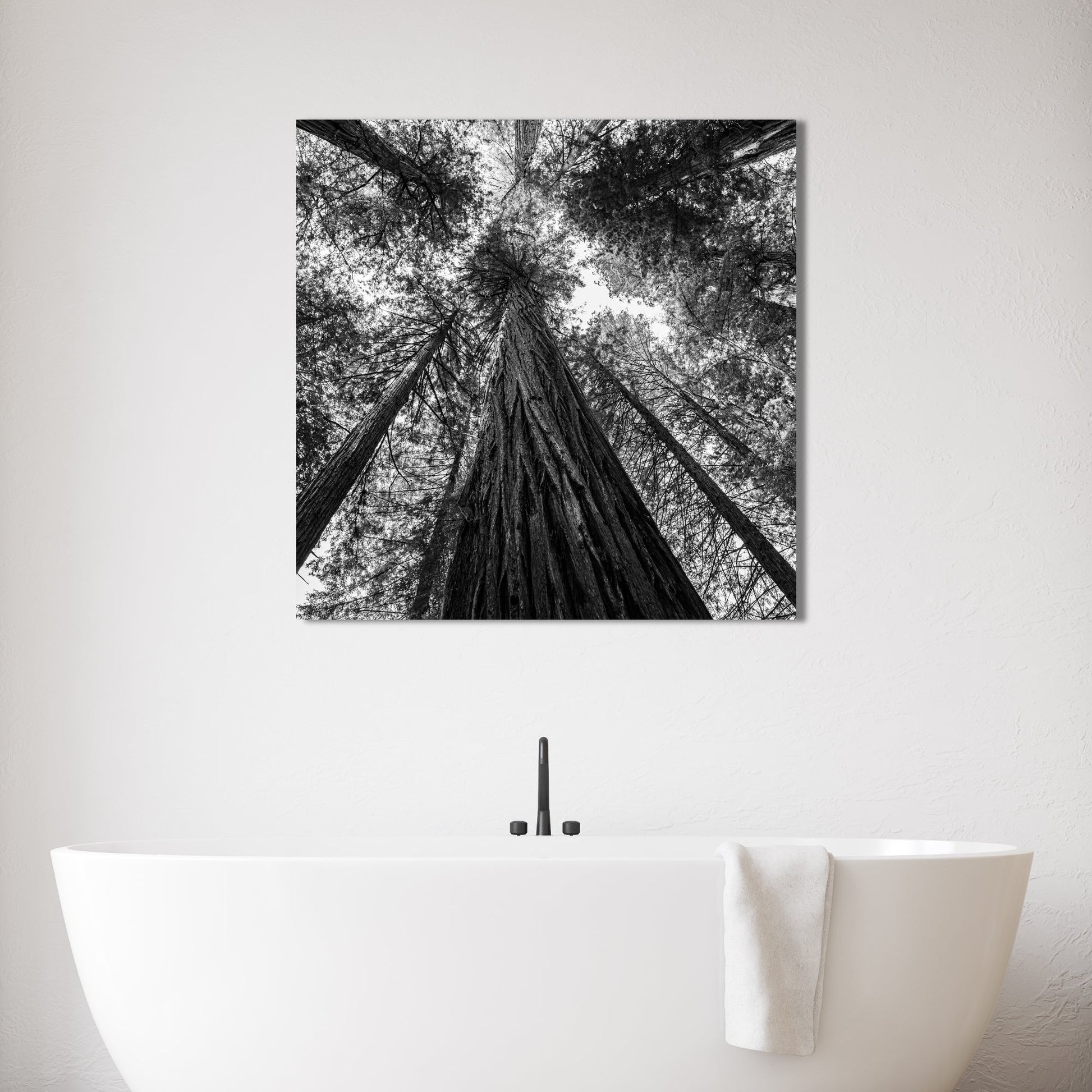 Giant Redwood Canopy Black and White Square Fine Art Photography Print - Frey Wall Art