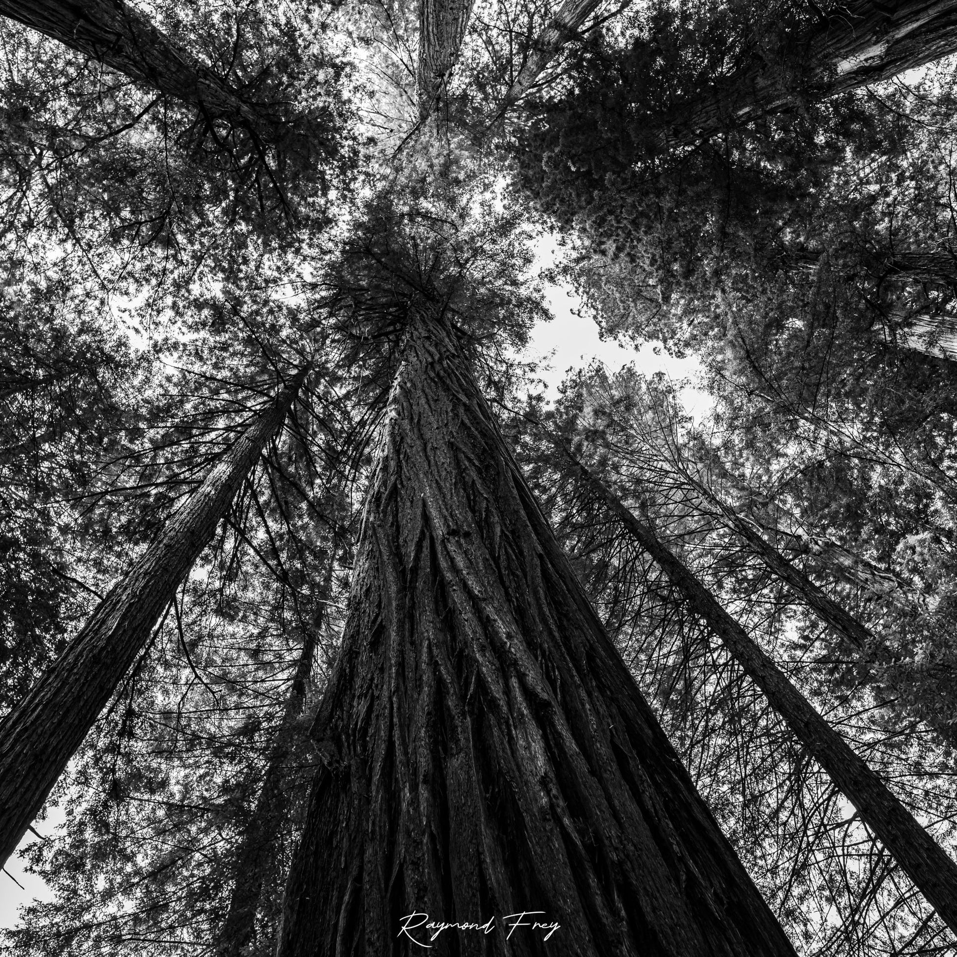 Giant Redwood Canopy Black and White Square Fine Art Photography Print - Frey Wall Art