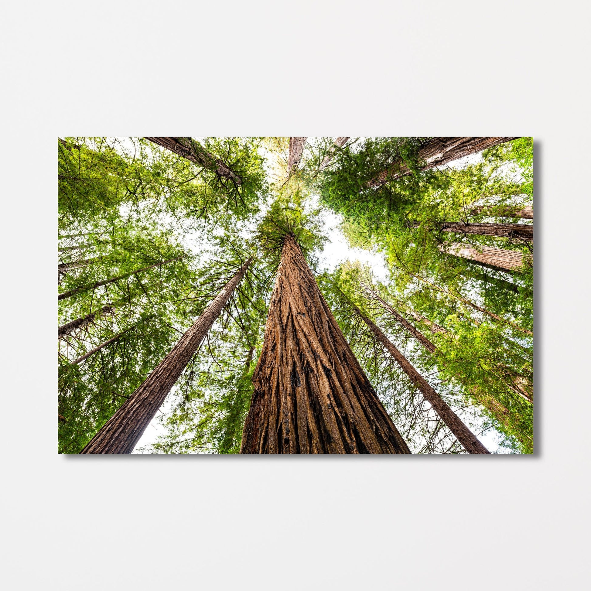 Giant Redwood Canopy Fine Art Photography Print - Frey Wall Art