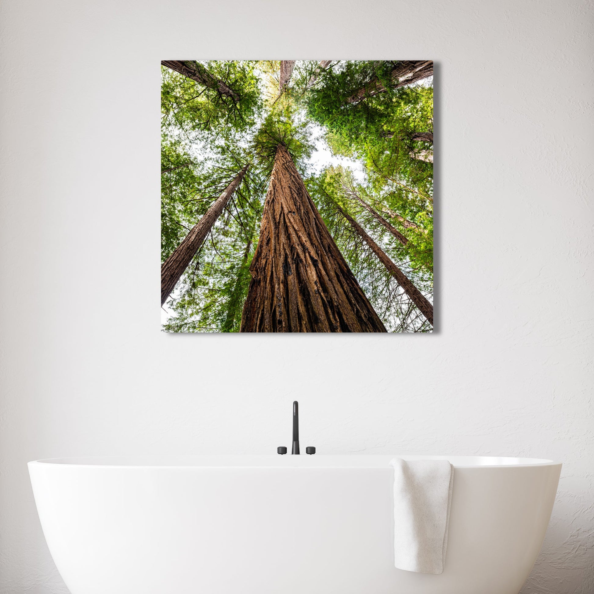 Giant Redwood Canopy Square Fine Art Photography Print - Frey Wall Art