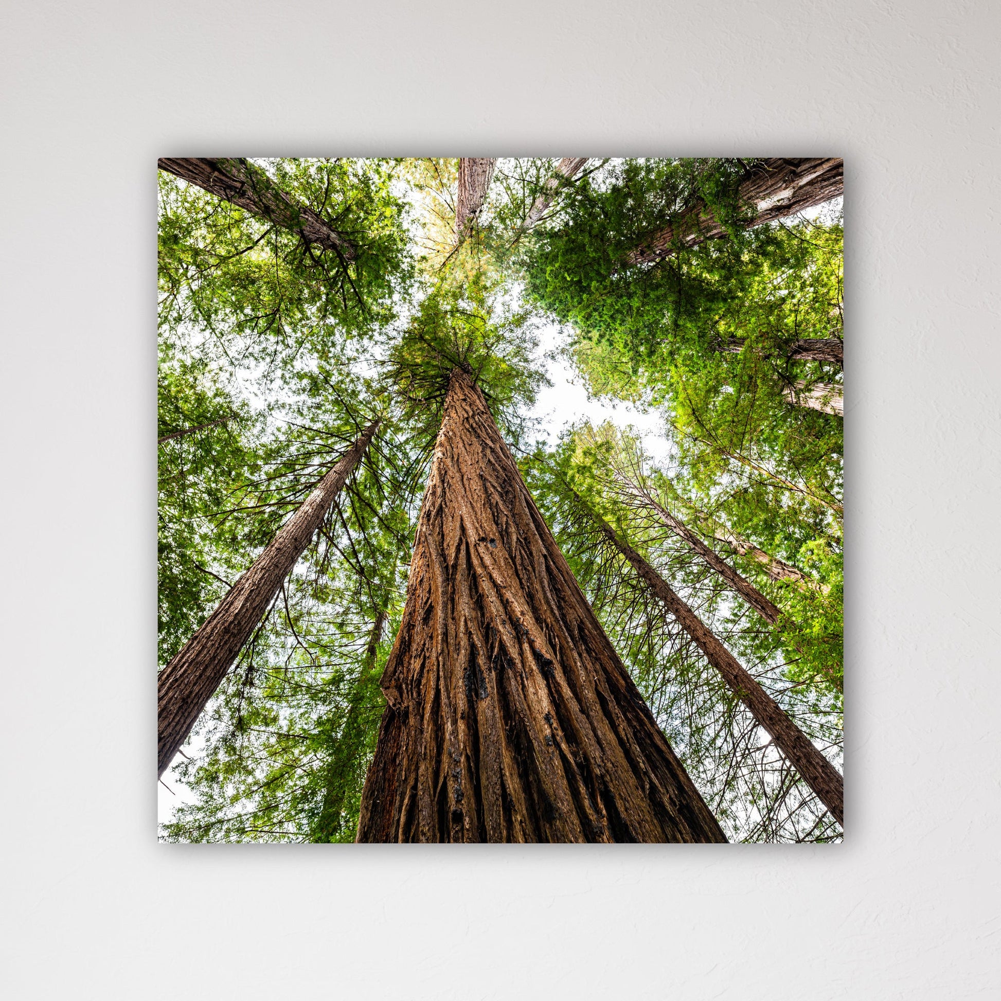 Giant Redwood Canopy Square Fine Art Photography Print - Frey Wall Art