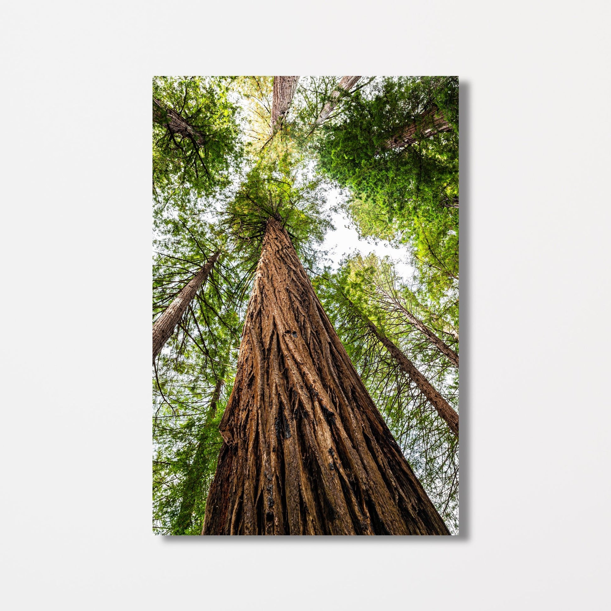 Giant Redwood Canopy Vertical Fine Art Photography Print - Frey Wall Art