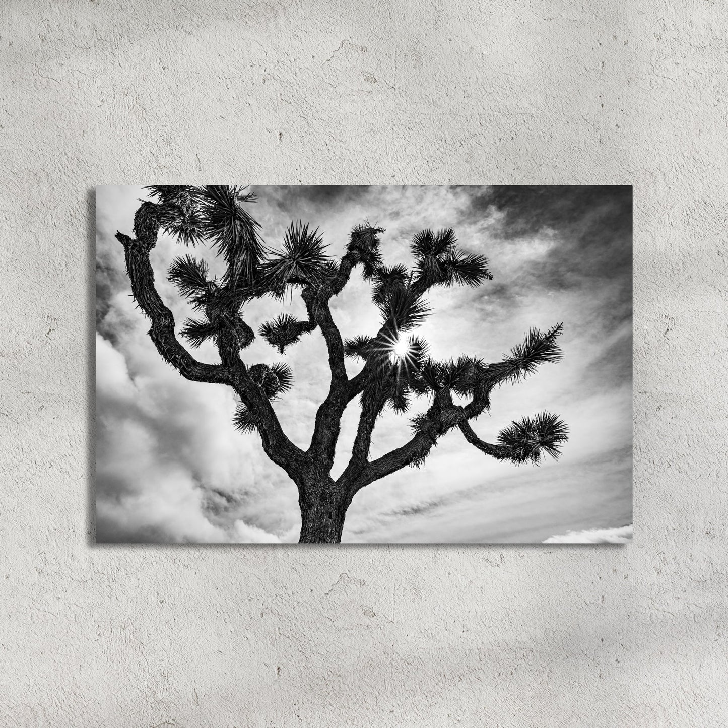 Joshua Tree National Park Starburst Black and White Fine Art Photography Print - Frey Wall Art