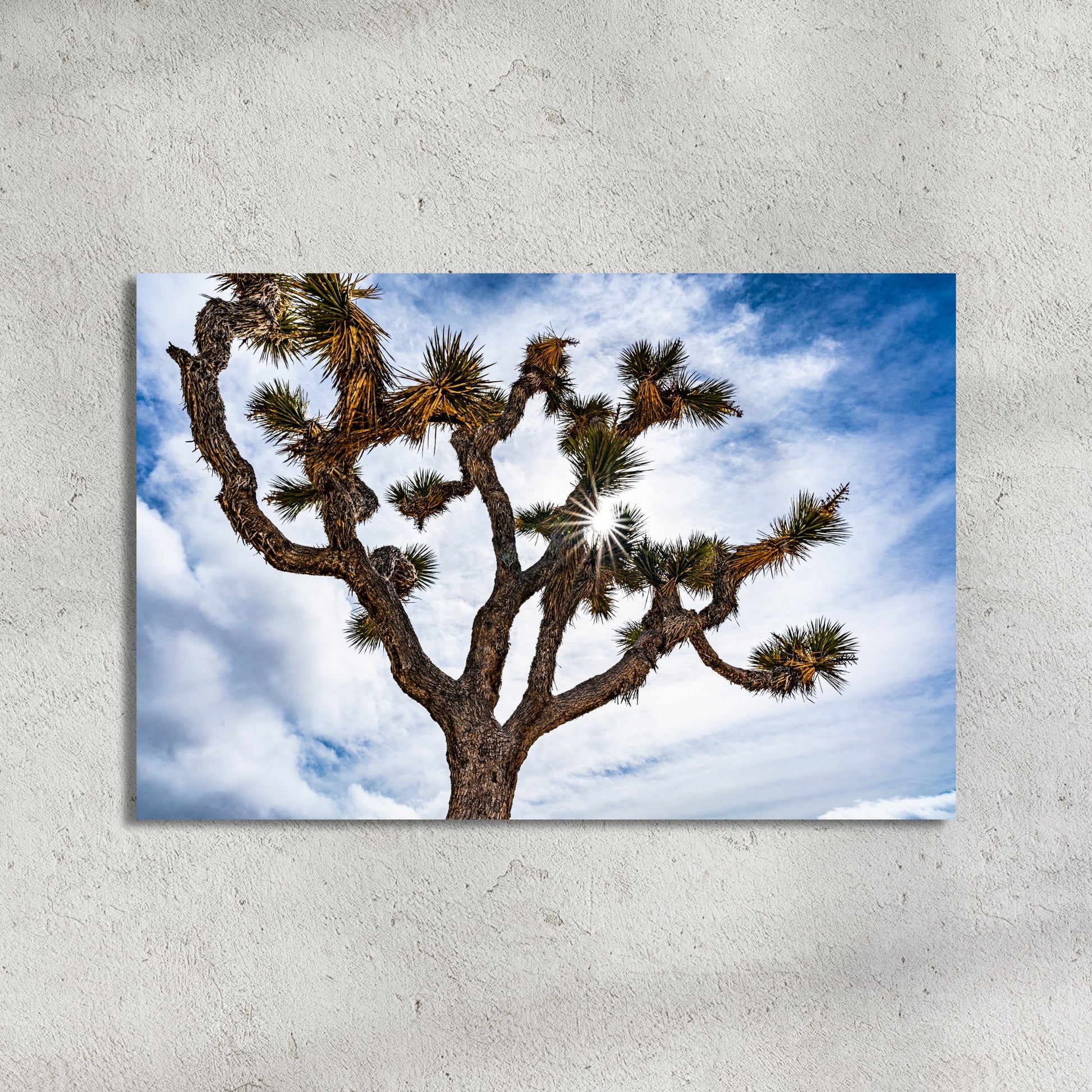 Joshua Tree National Park Starburst Fine Art Photography Print - Frey Wall Art