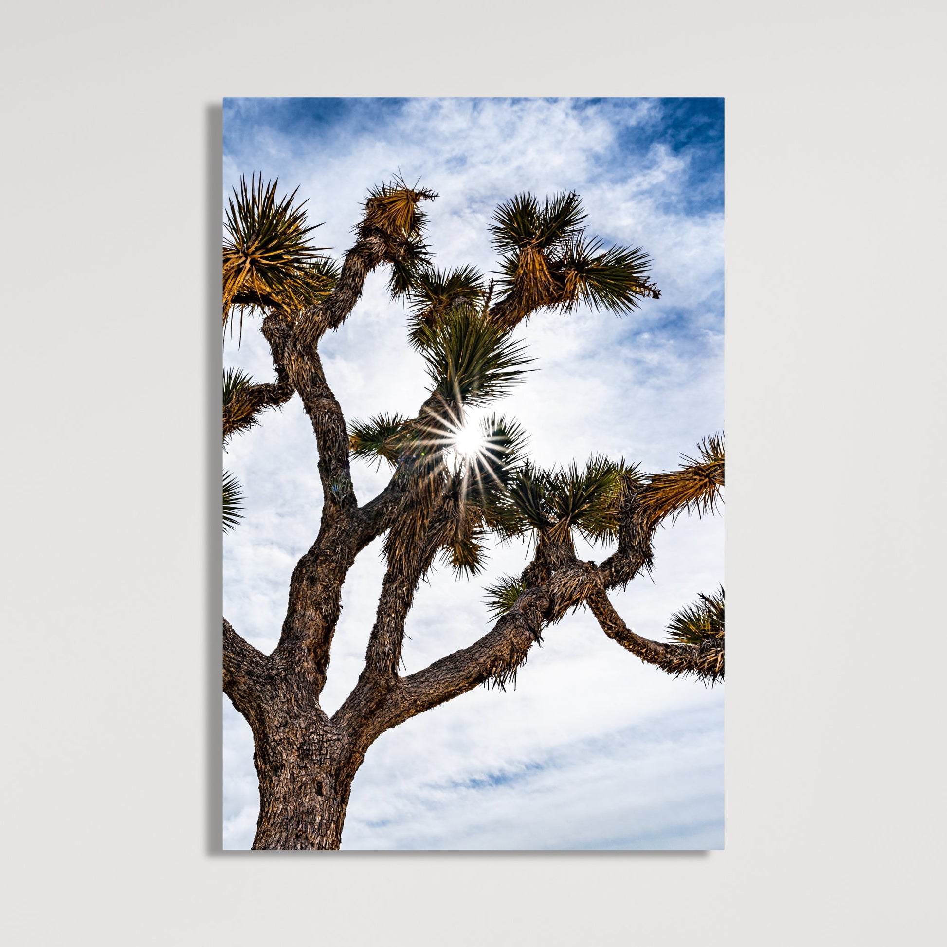 Joshua Tree National Park Starburst Vertical Fine Art Photography Print - Frey Wall Art