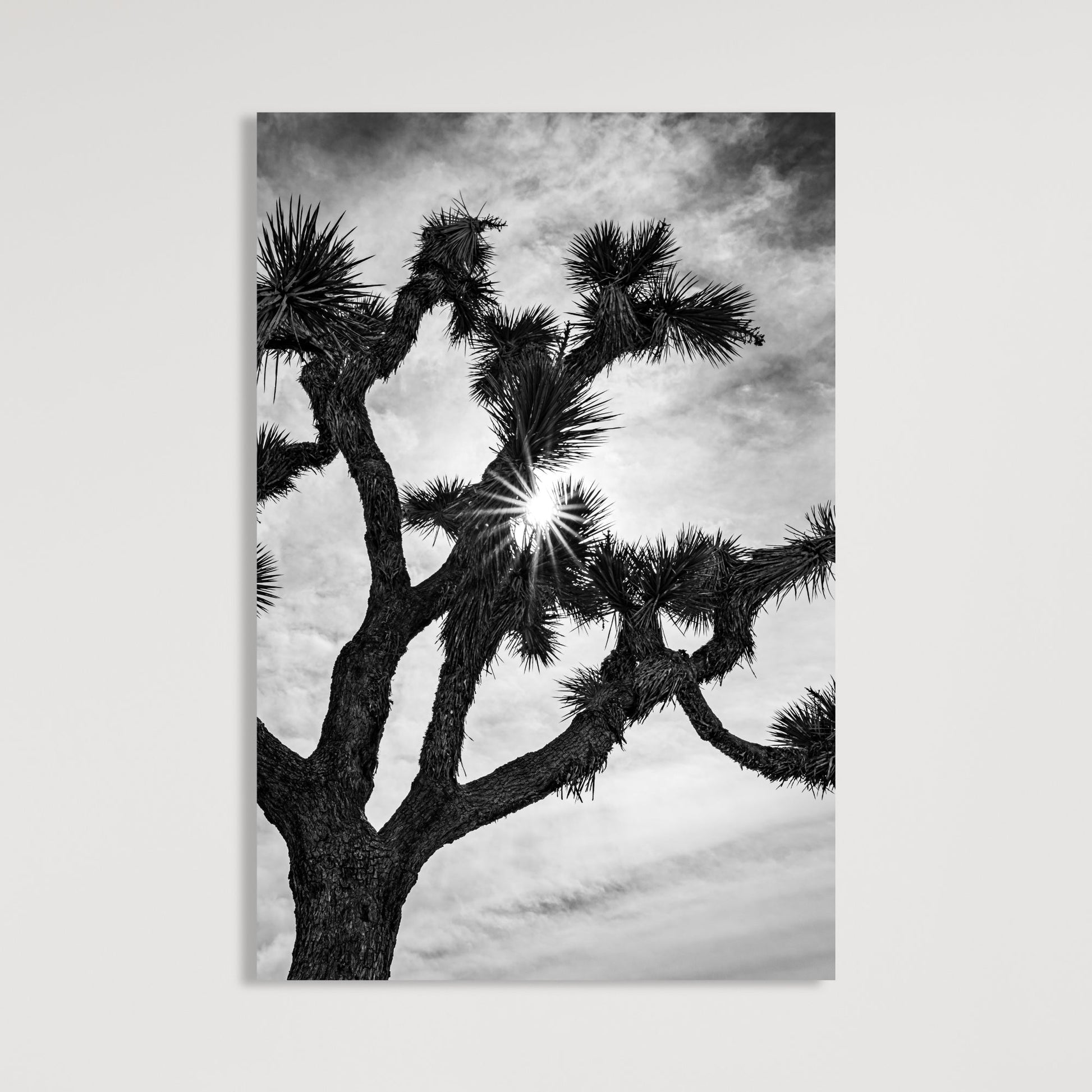 Joshua Tree Starburst Black and White Vertical Fine Art Photography Print - Frey Wall Art