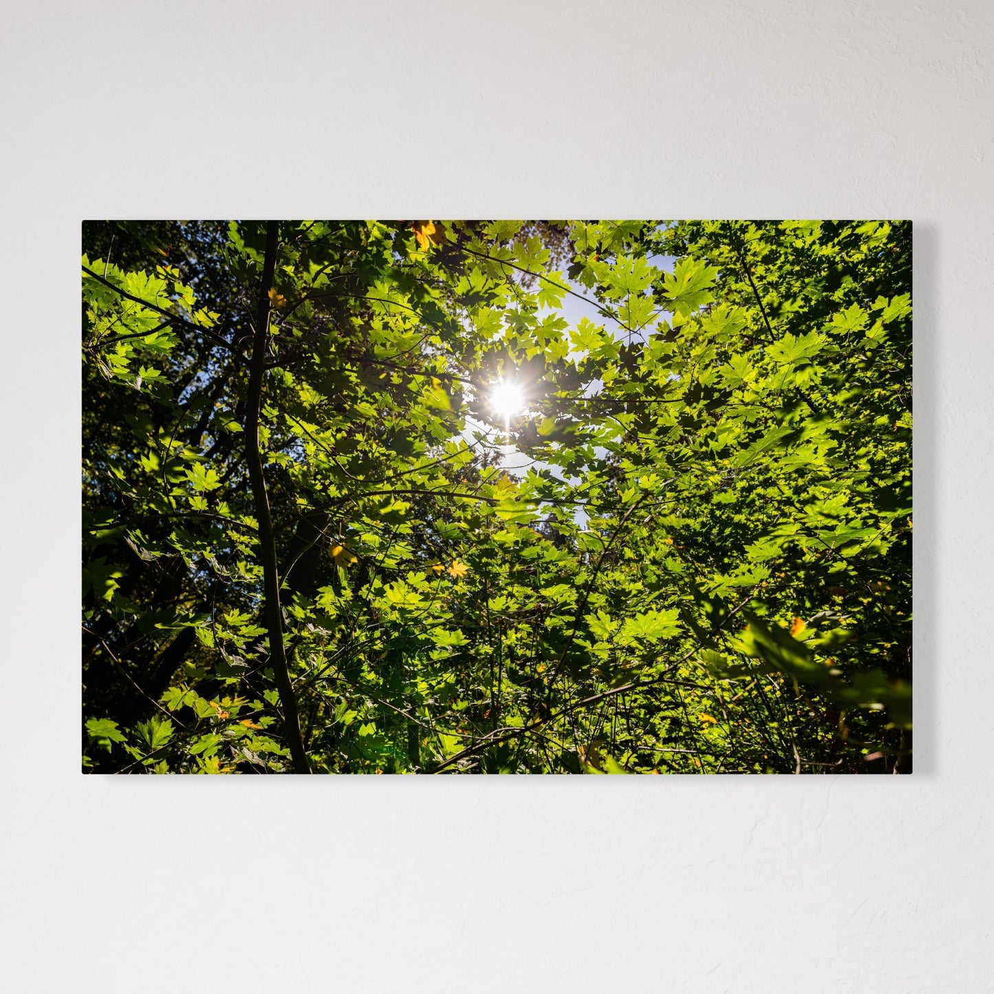 Lush Forest Foliage Fine Art Photography Print - Frey Wall Art